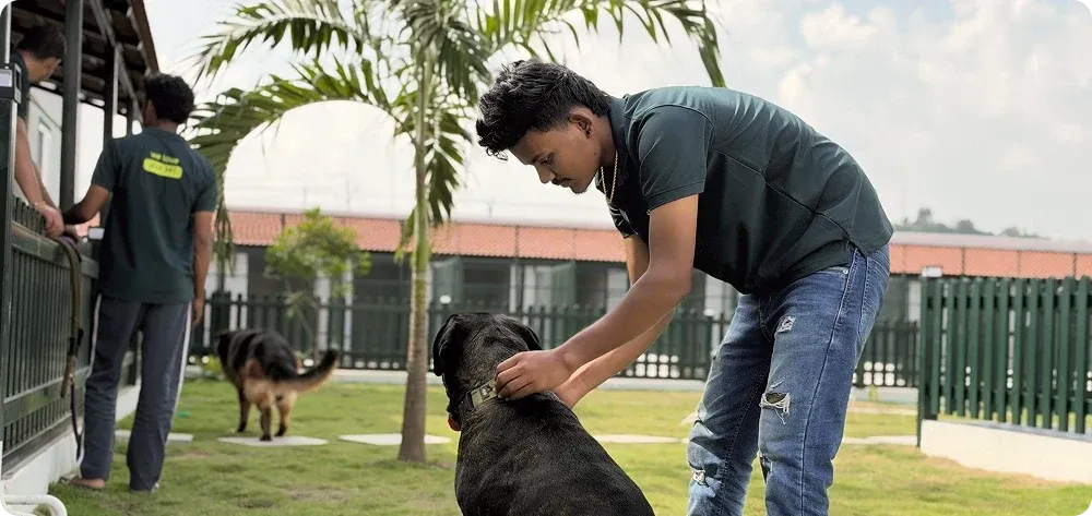 A Kutty Paws handler with dogs beside the boarding kennels
