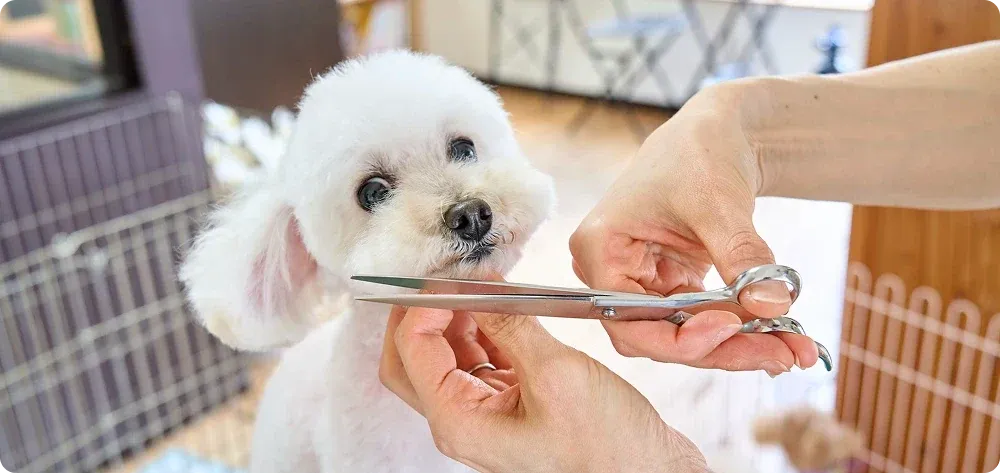 A small white dog having its coat trimmed with grooming scissors